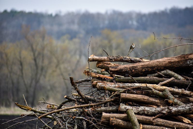 Tree Debris Removal in Ventura County, CA